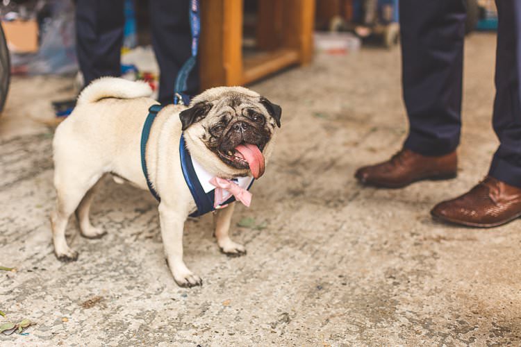Rustic Outdoor Summer Wedding Pet Pug http://kirstymackenziephotography.co.uk/