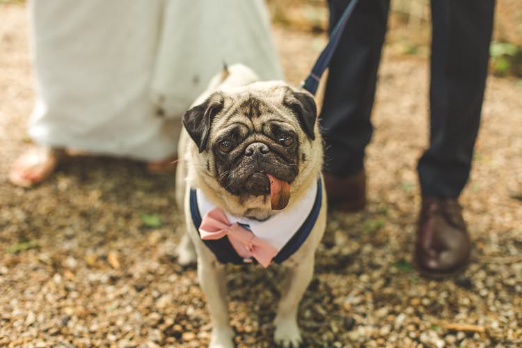 Rustic Outdoor Summer Wedding Pet Pug http://kirstymackenziephotography.co.uk/