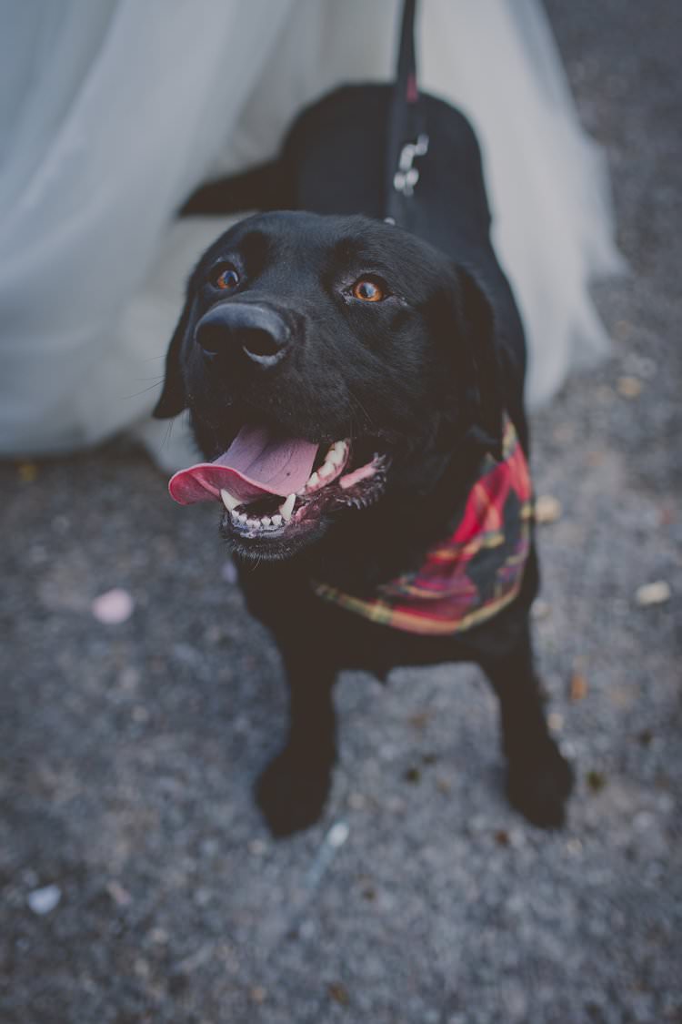 Dog Pet Quirky Afternoon Tea Wedding http://laurarhianphotography.co.uk/