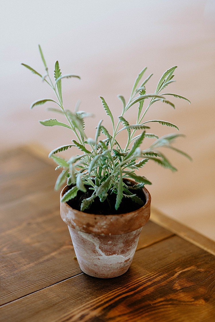 Pot Plant Mega Laid Back Festival Party Wedding http://www.jessicawilliams.photography/
