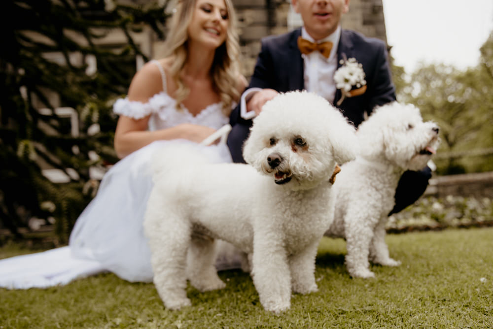 Dogs Pets Crow Hill Wedding Tim Simpson Photography