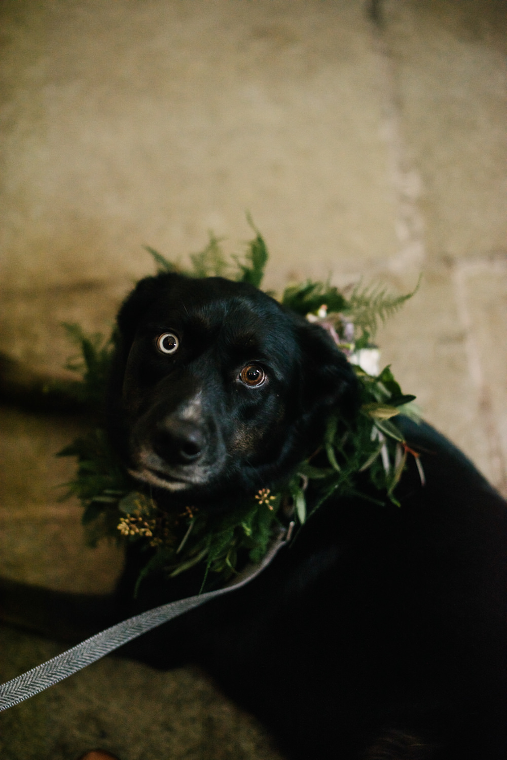 Pet Dog at Wedding Garland Foliage Orange Tree House Wedding Winter You Them Us Photography