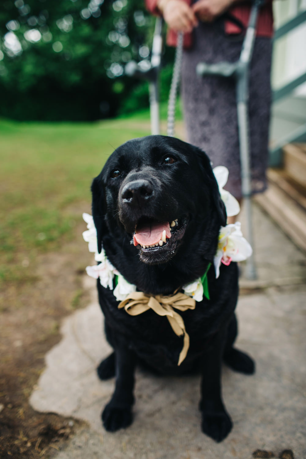 Dog Pet Deer Park Country House Hotel Wedding Richard Skins Photography
