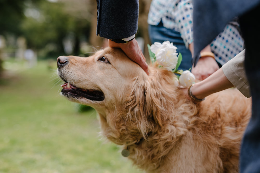 Outdoor Farm Field Marquee Happy Pet Dog Floral Collar Leash | Rustic and Relaxed Spring Tipi Wedding Inbetween Days Photography