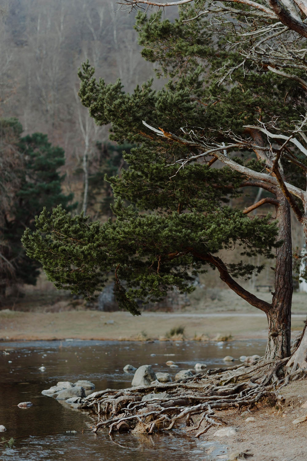 Forest Trees Castle Loch Dramatic Landscape | Intimate Winter Outdoor Scotland Wedding Christopher Ian Photography