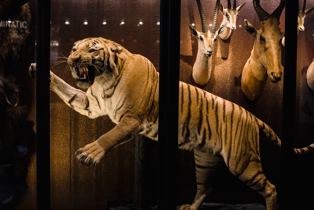Manchester Museum Wedding Chris Barber Photography