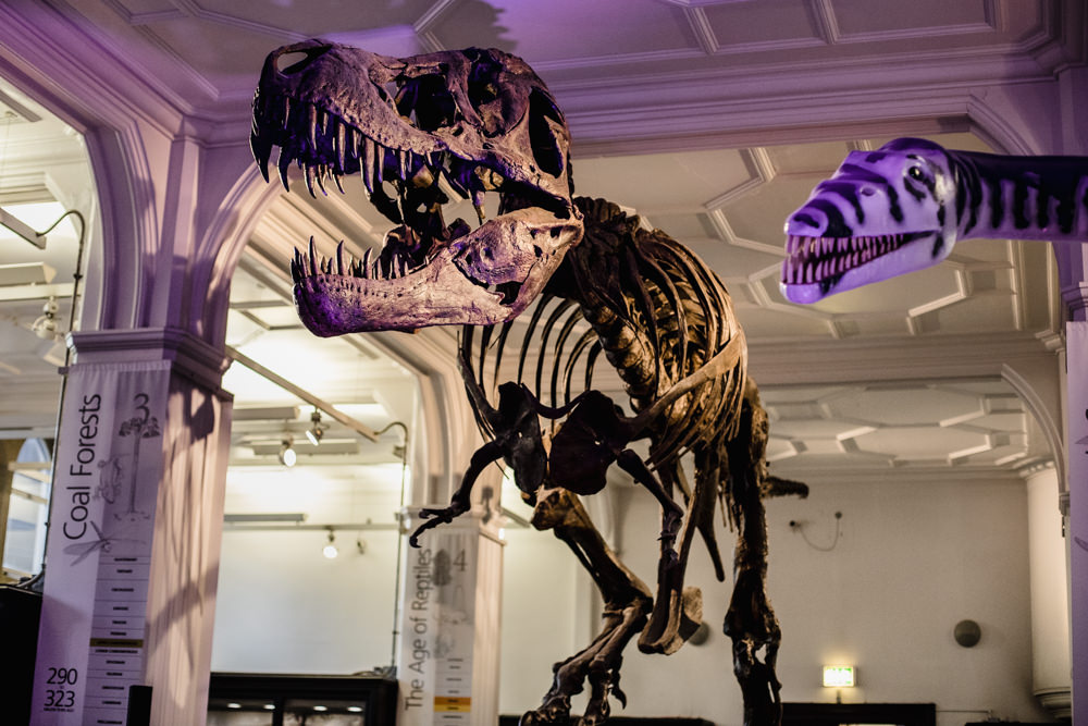 Manchester Museum Wedding Chris Barber Photography