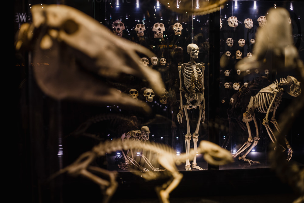 Manchester Museum Wedding Chris Barber Photography