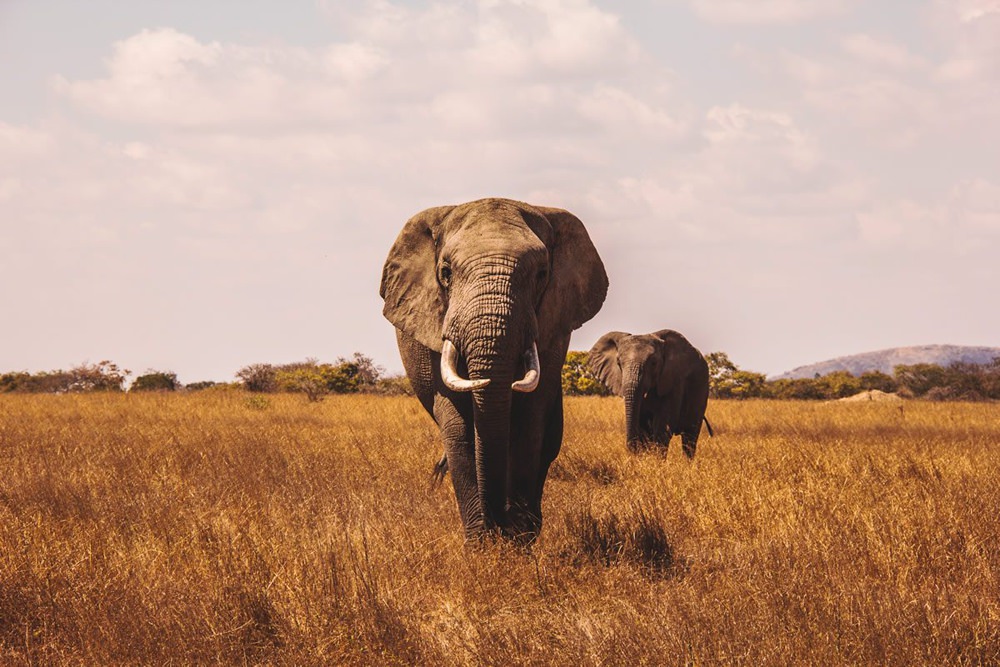 Family Honeymoon Ideas Destinations Child Children Kids