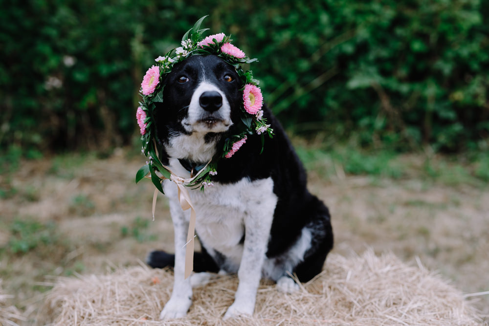 Dog Pet Floral Collar Boho Festival Wedding Matt Bowen Photography