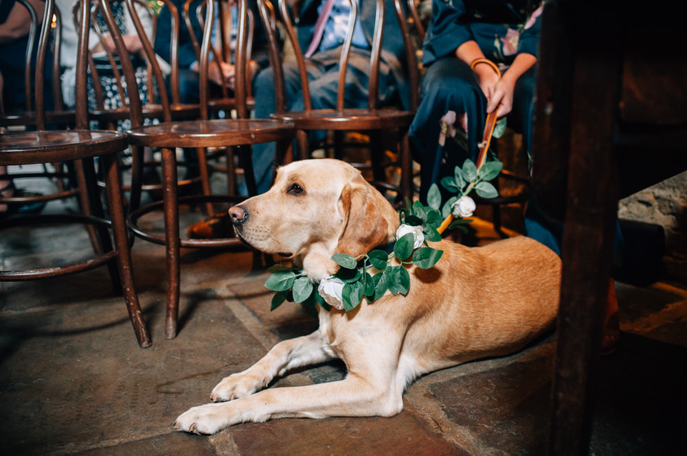 Pet Dog Greenery Collar Cripps Barn Wedding Isobel Murphy Photography
