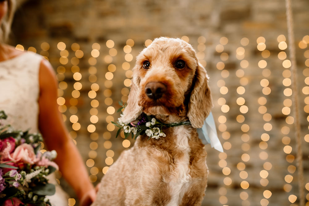 Dog Pet Floral Collar Blossom Barn Wedding Ideas Hayley Baxter Photography