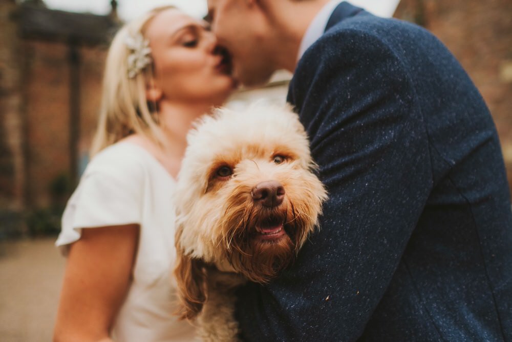 Pet Dog Dorfold Hall Wedding Kate McCarthy Photography