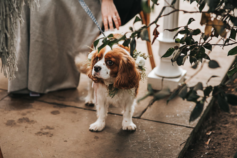 Dog Pet Wollaton Hall Wedding Pear and Bear Photography