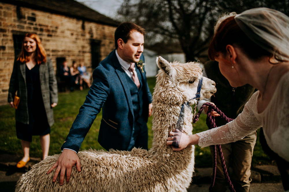 Alpacas East Riddlesden Hall Wedding M and G Photographic