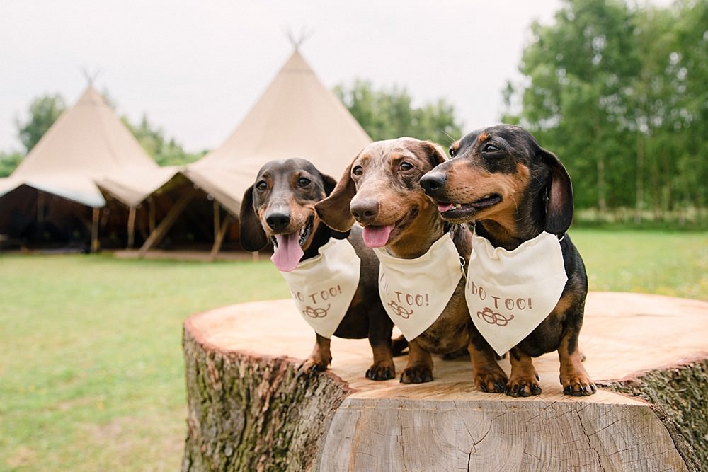 Dogs Bandana Pet Wedding Ideas Vicky Plum Photography
