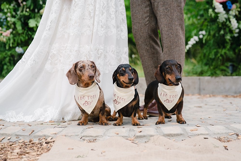Pet Wedding Ideas Vicky Plum Photography