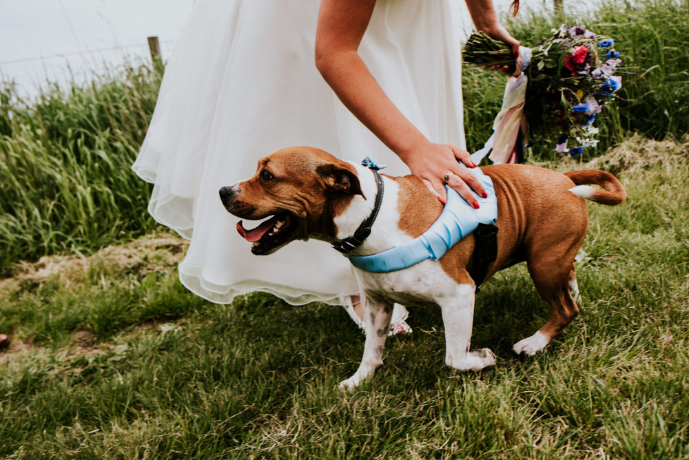 Dog Ribbon Harness Bert's Barrow Wedding Shutter Go Click Photography