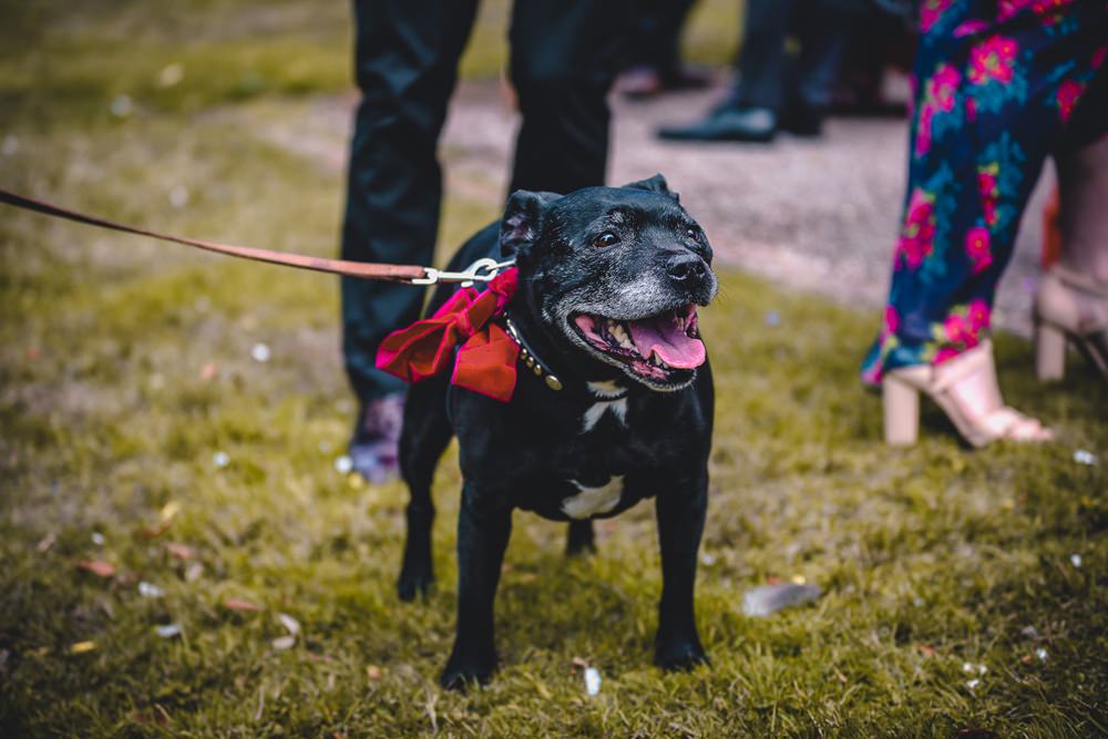 Dog Bow Collar DIY Bohemian Wedding Love & Bloom Photography