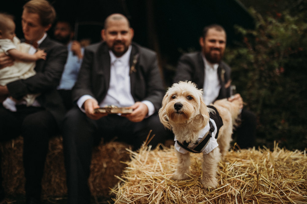 Pet Dog Horsley Hale Farm Wedding Thyme Lane Photography