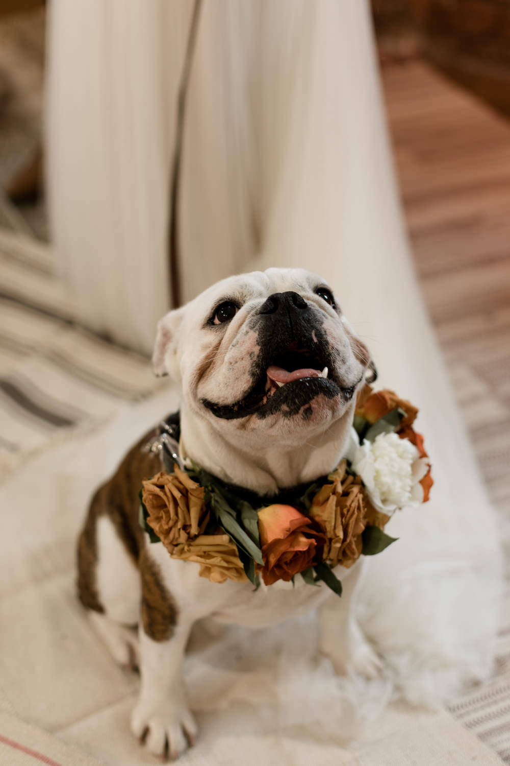 Dog Pet Flower Floral Collar Moroccan Wedding Ideas Emma Louise Photography