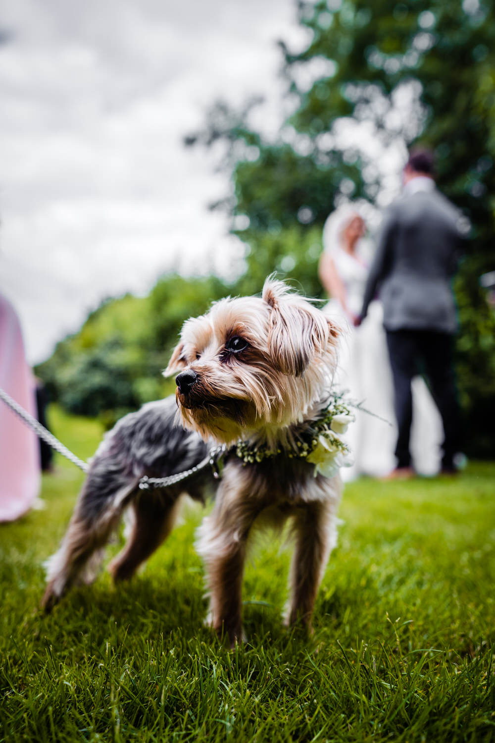 Pet Dog Secret Garden Wedding James Powell Photography