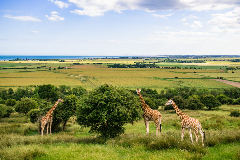 Safari Park Wedding Jonny Barratt Photography