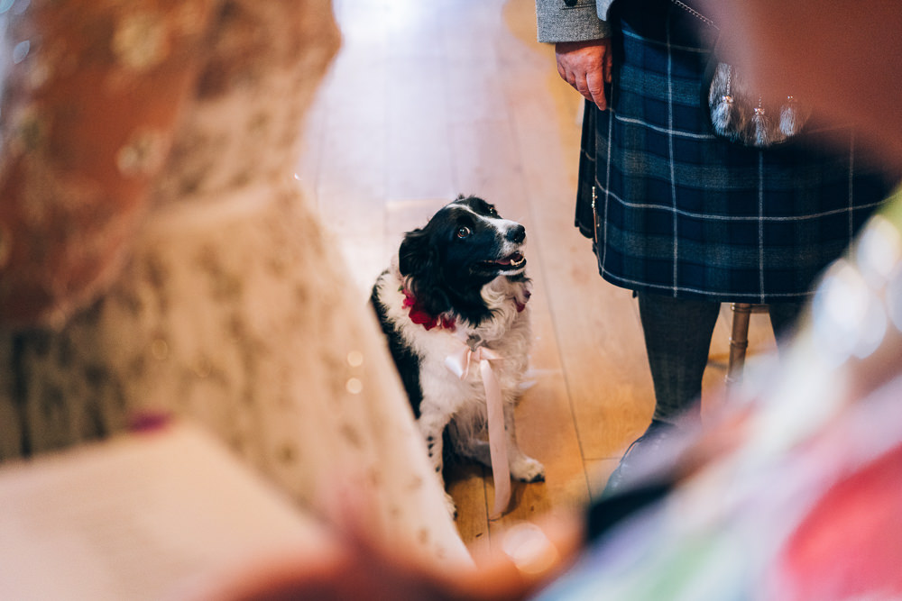 Dog Ring Bearer Tullibole Castle Wedding Casey Avenue Photography