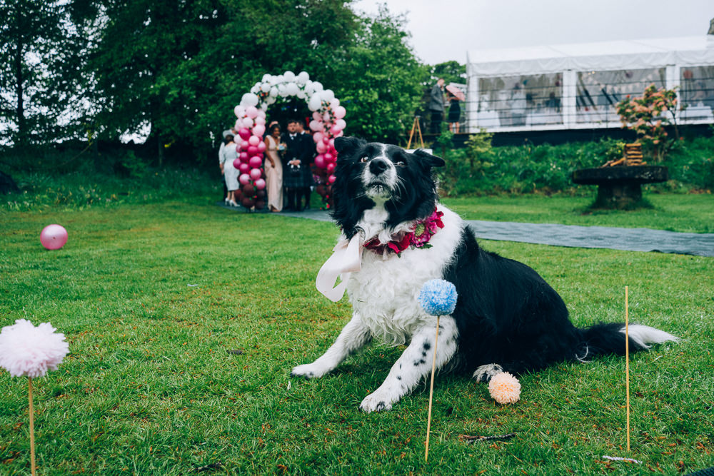 Dog Ring Bearer Tullibole Castle Wedding Casey Avenue Photography