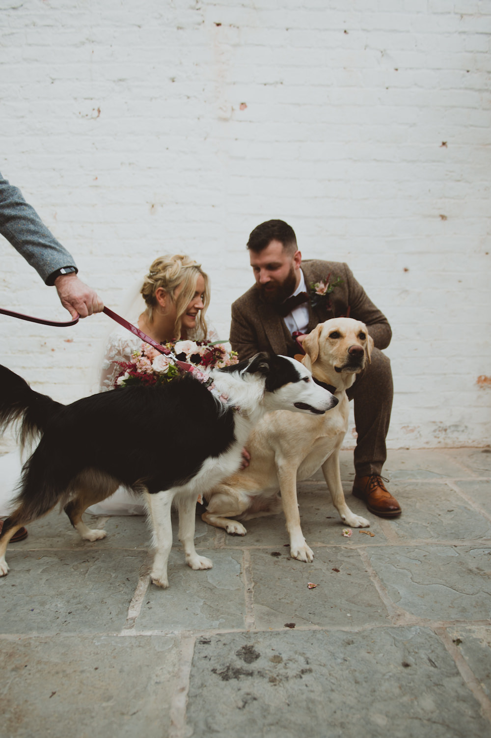 Dogs Pets Garthmyl Hall Wedding Sasha Weddings