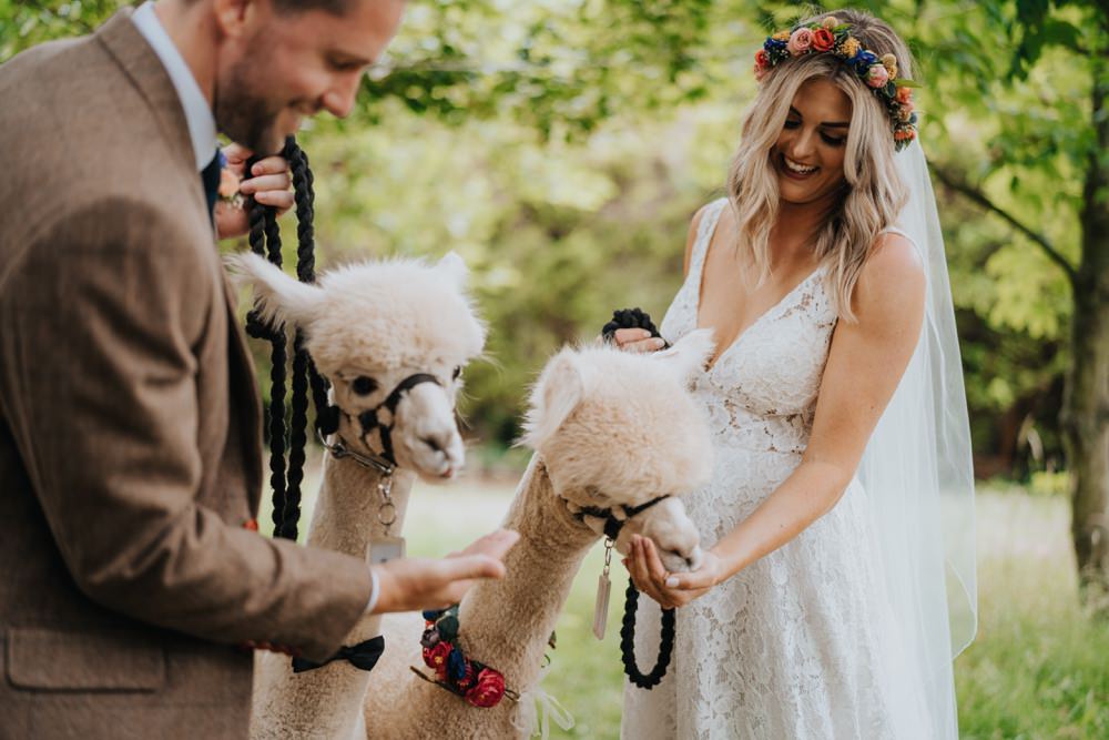 Alpacas Animal Lovers Wedding Bloom Weddings
