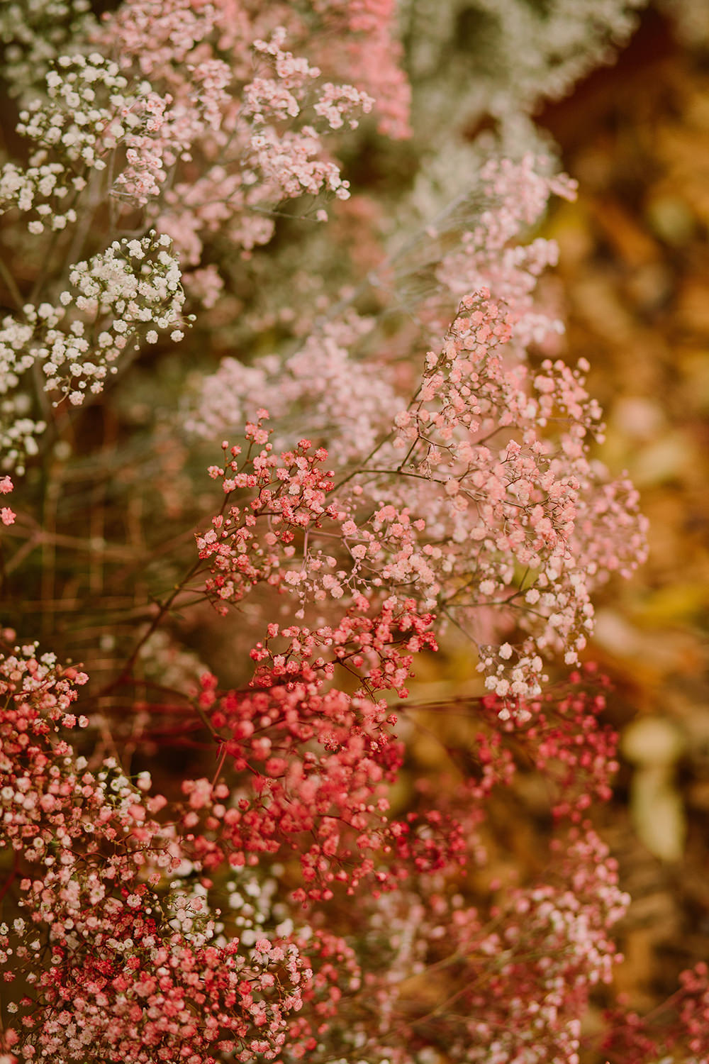 Flower Arrangement Flowers Ceremony Pink Gyp Gypsophila Outdoor Autumn Wedding Ruby Walker Photography