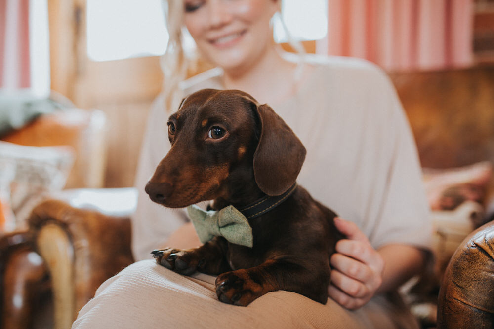 Dog Pet Bow Tie Pennard Hill Farm Wedding MT Studio