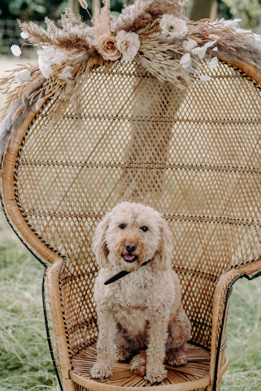 Dog Pet Sustainable Wedding Ideas EKR Pictures