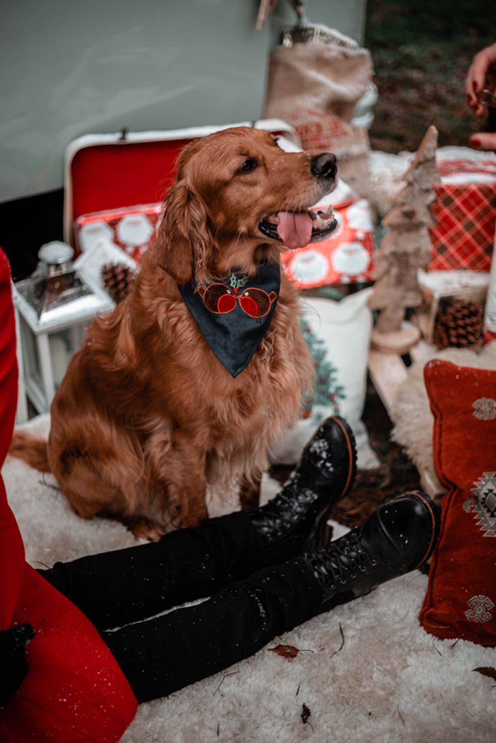 Dog Pet Christmas Engagement Avalon Photography