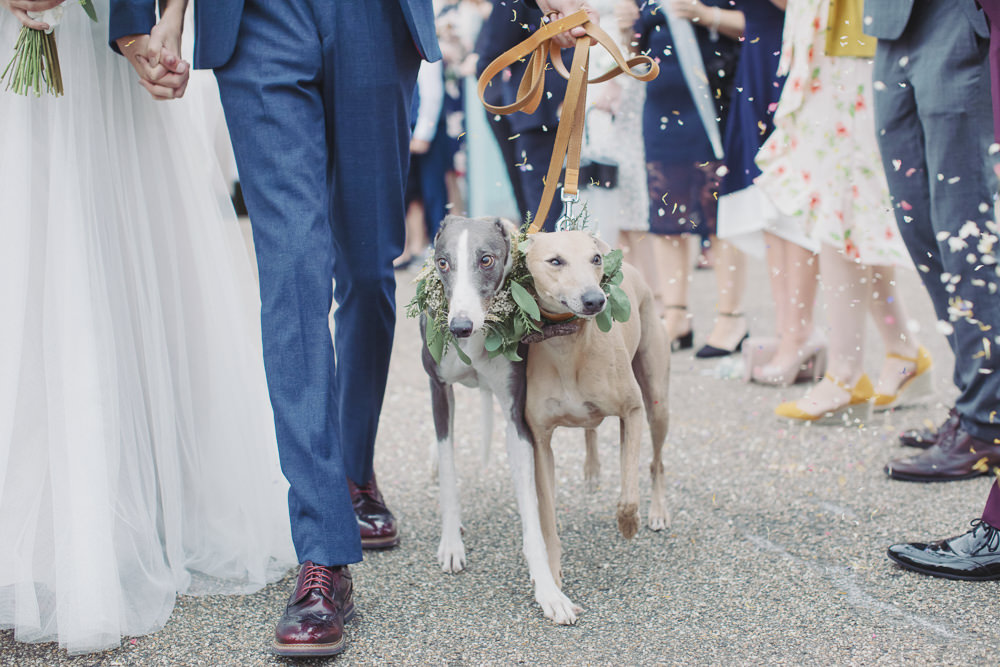 Dogs Pets Hide Sheffield Wedding Sasha Lee Photography