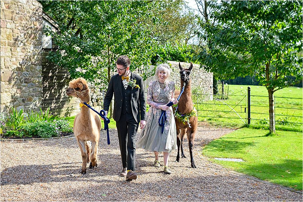 Llama Alpaca Pet Browsholme Hall Wedding Jules Fortune Photography