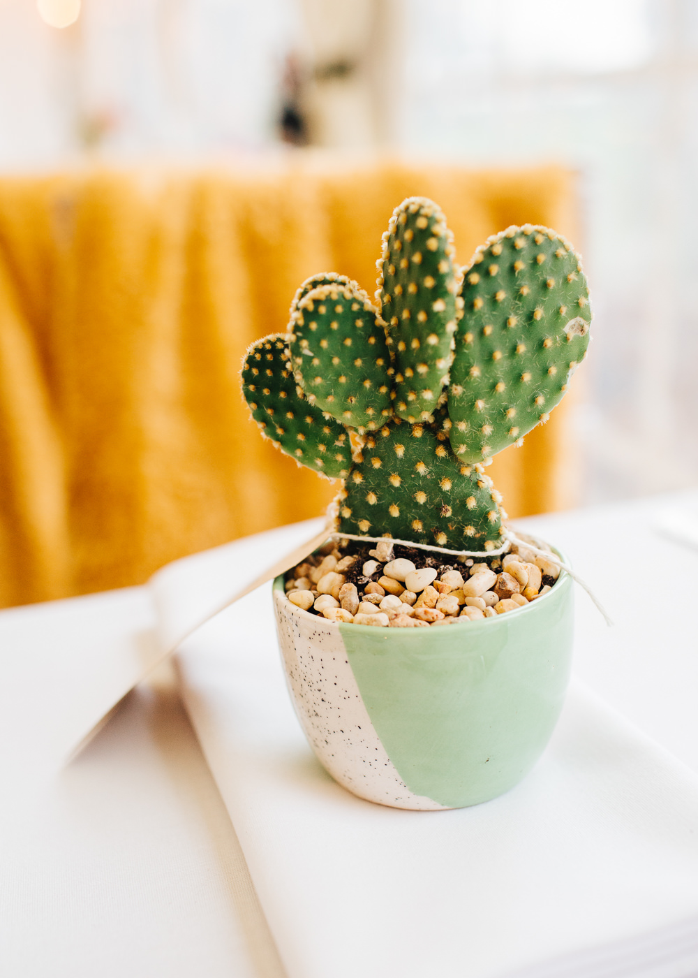 Cacti Cactus Favour Colourful Alternative Wedding Hollie Carlin Photography