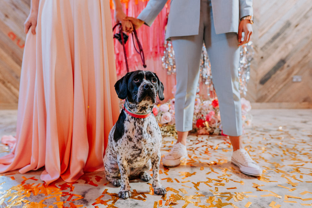 Dog Pet Disco Wedding Ideas Lex Fleming Photo