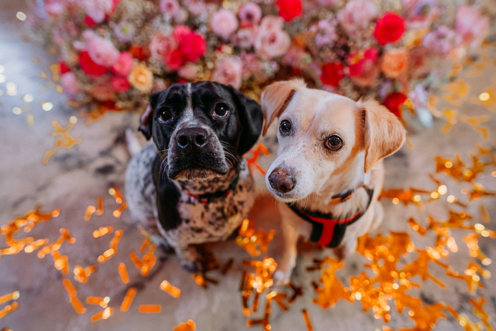 Dogs Pets Disco Wedding Ideas Lex Fleming Photo