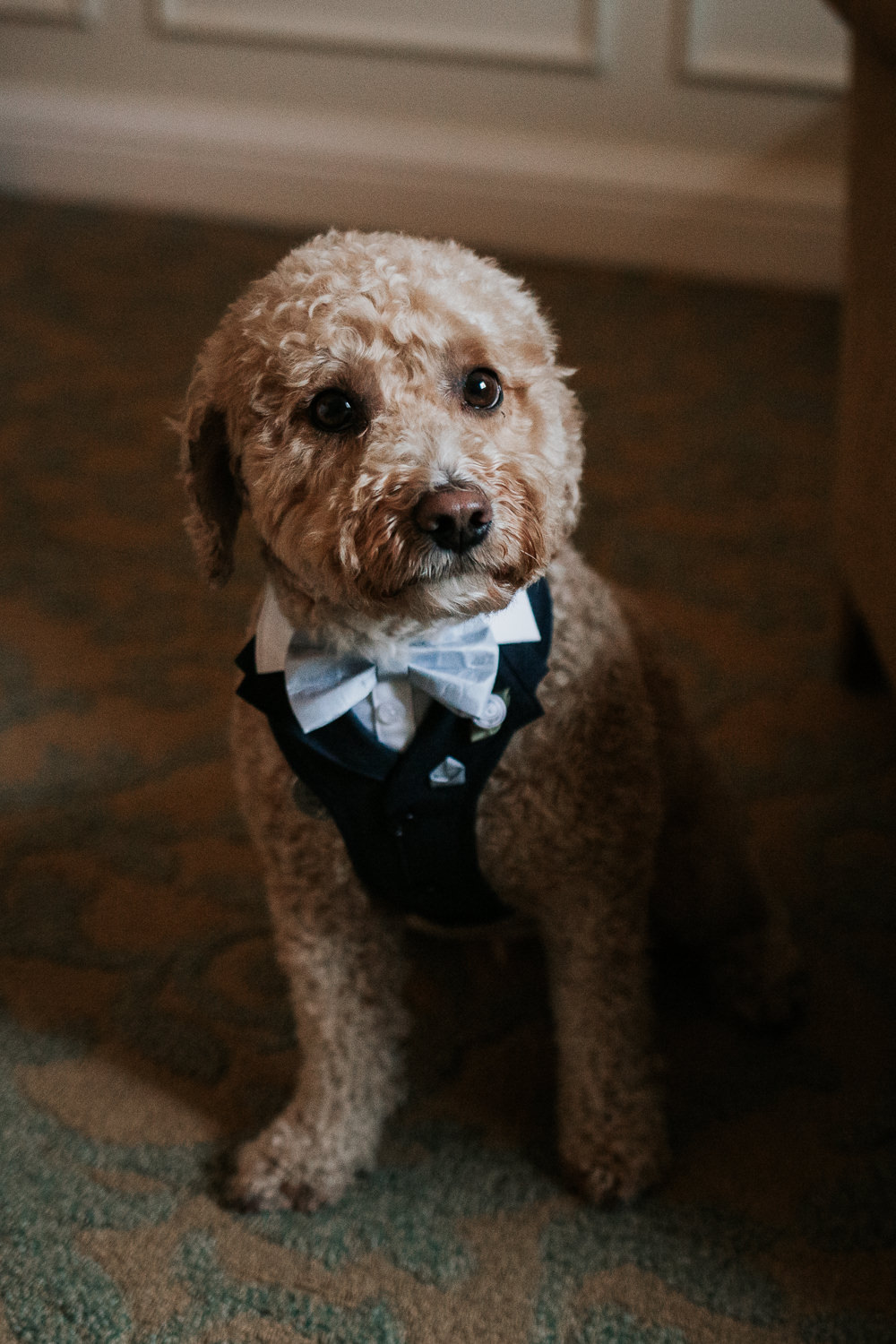 Dog Pet Bow Tie Four Seasons Hampshire Wedding Kate Gray Photography