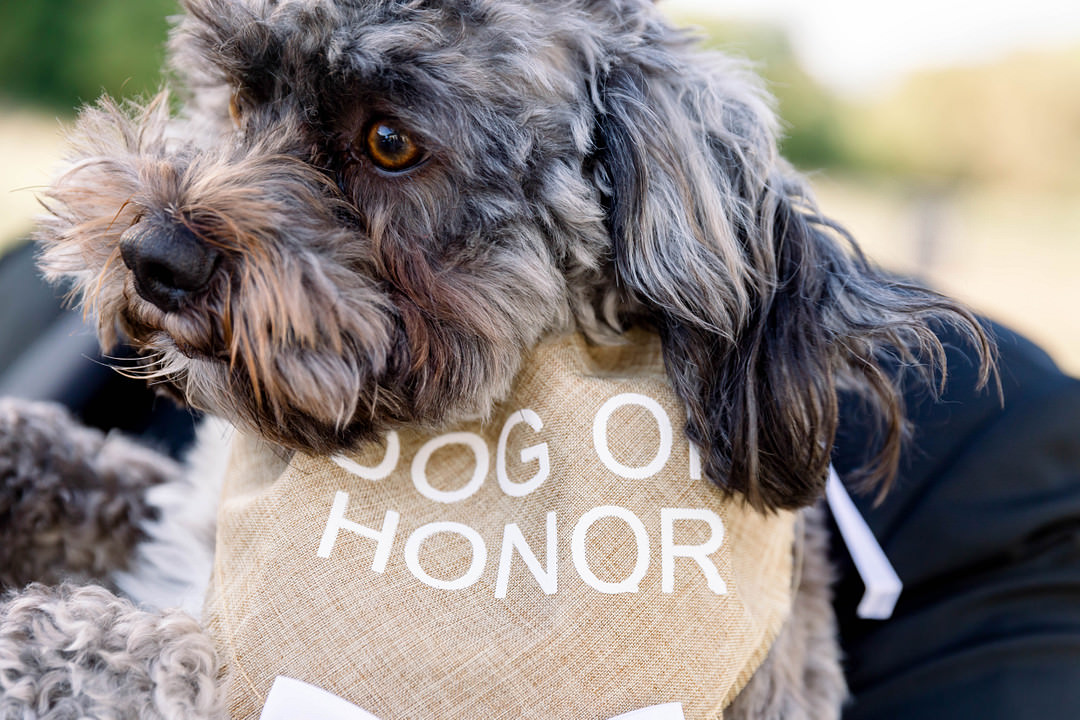 Dog Pet Wisconsin Micro Wedding Nicole Miro Photography