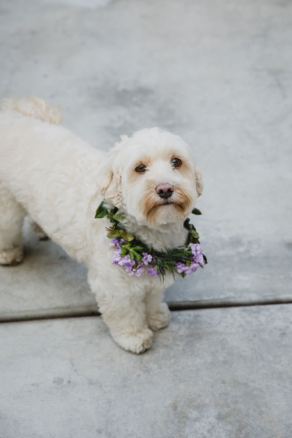 Dog Pet Flower Collar Art Wedding Ideas Maribel Farina Photography