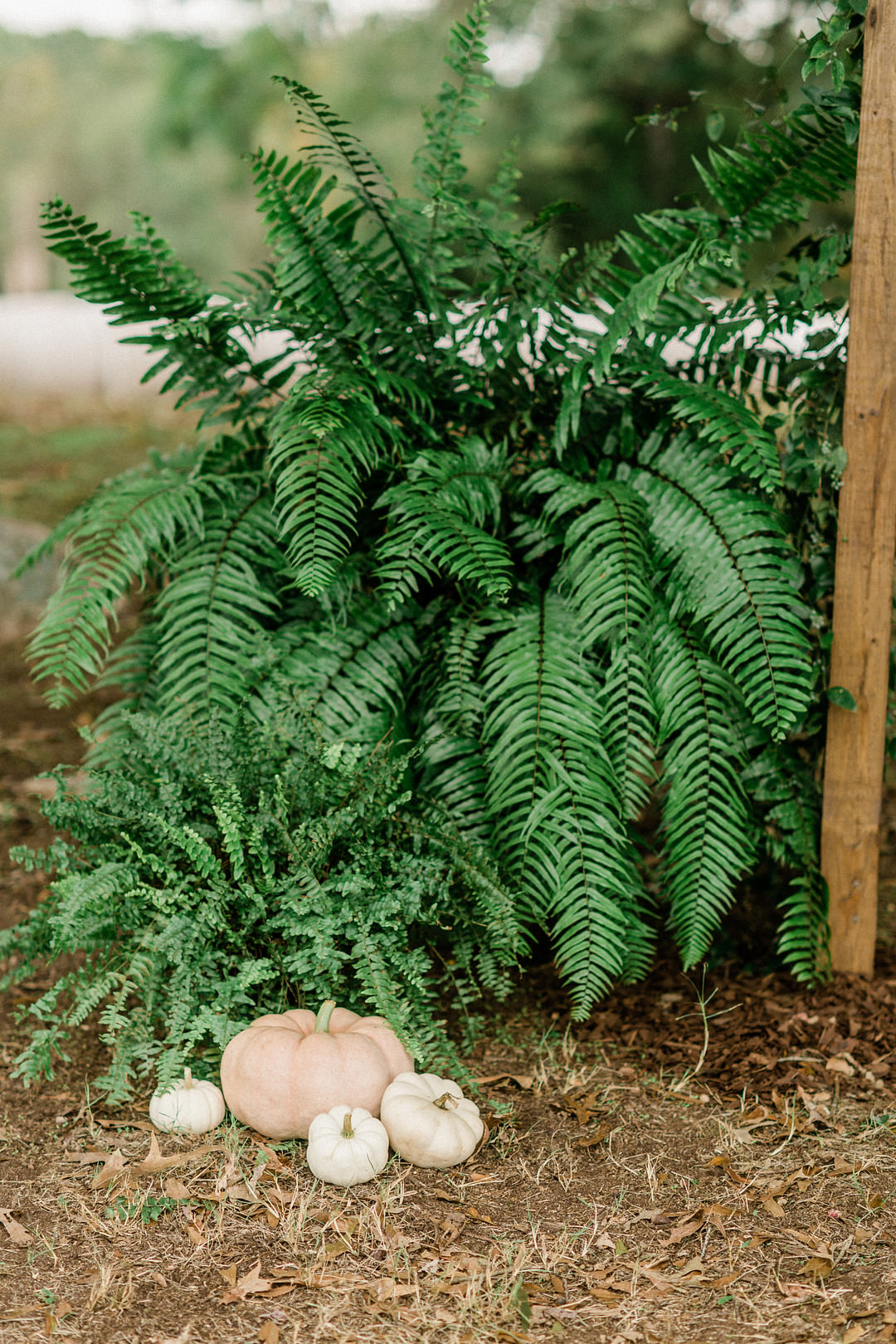 Ferns Pumpkins Farm Wedding Washington Beauty & Beard Photography