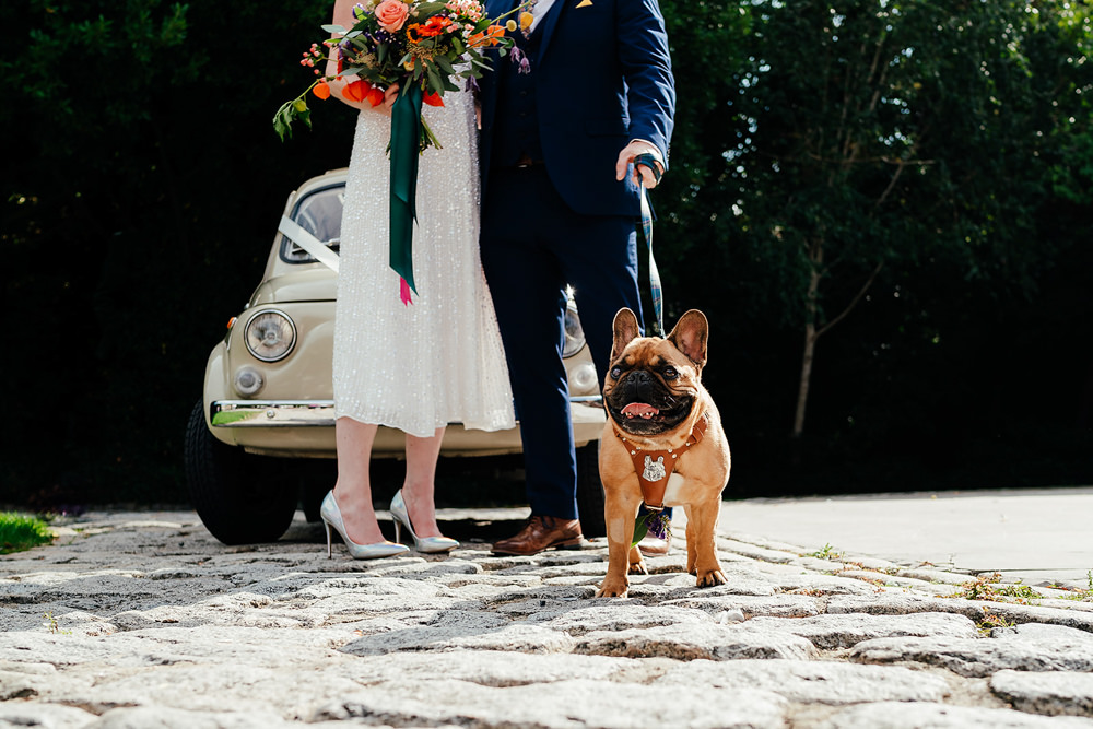 Dog Pet Portsmouth Wedding Angela Ward Brown