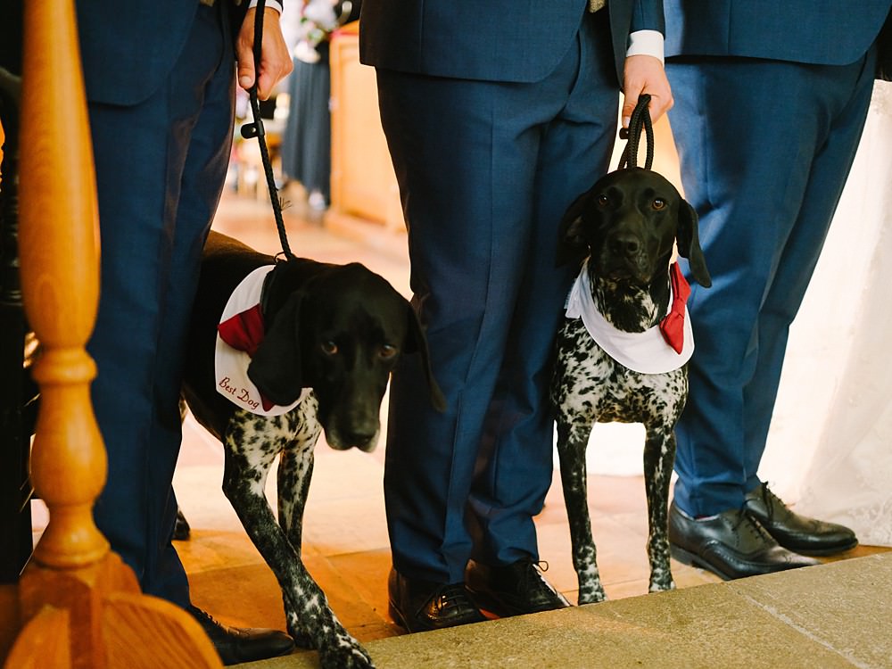 Dog Pets Tipi Farm Wedding The Edge Photography
