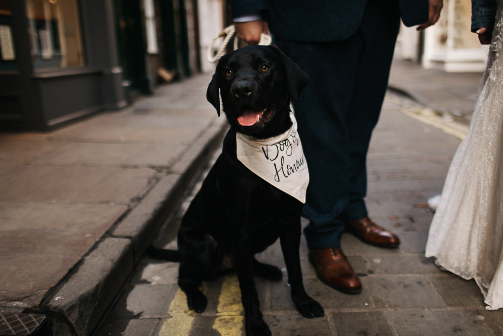 Pet Dog 1331 York Wedding Paul Joseph Photography