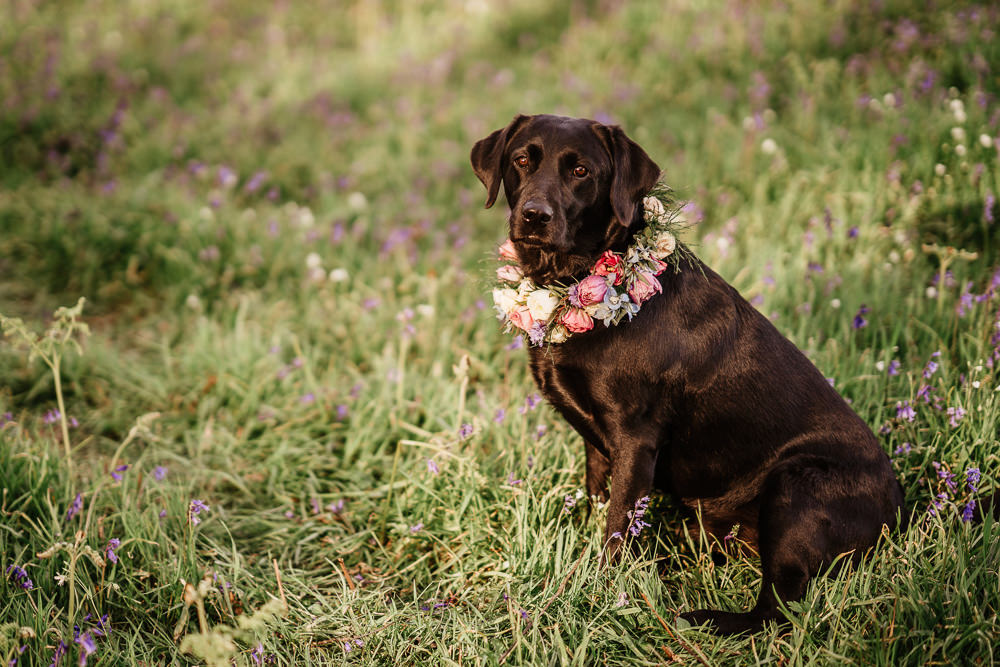 Dog Pet Flower Collar Bluebell Wood Wedding Ideal Imaging