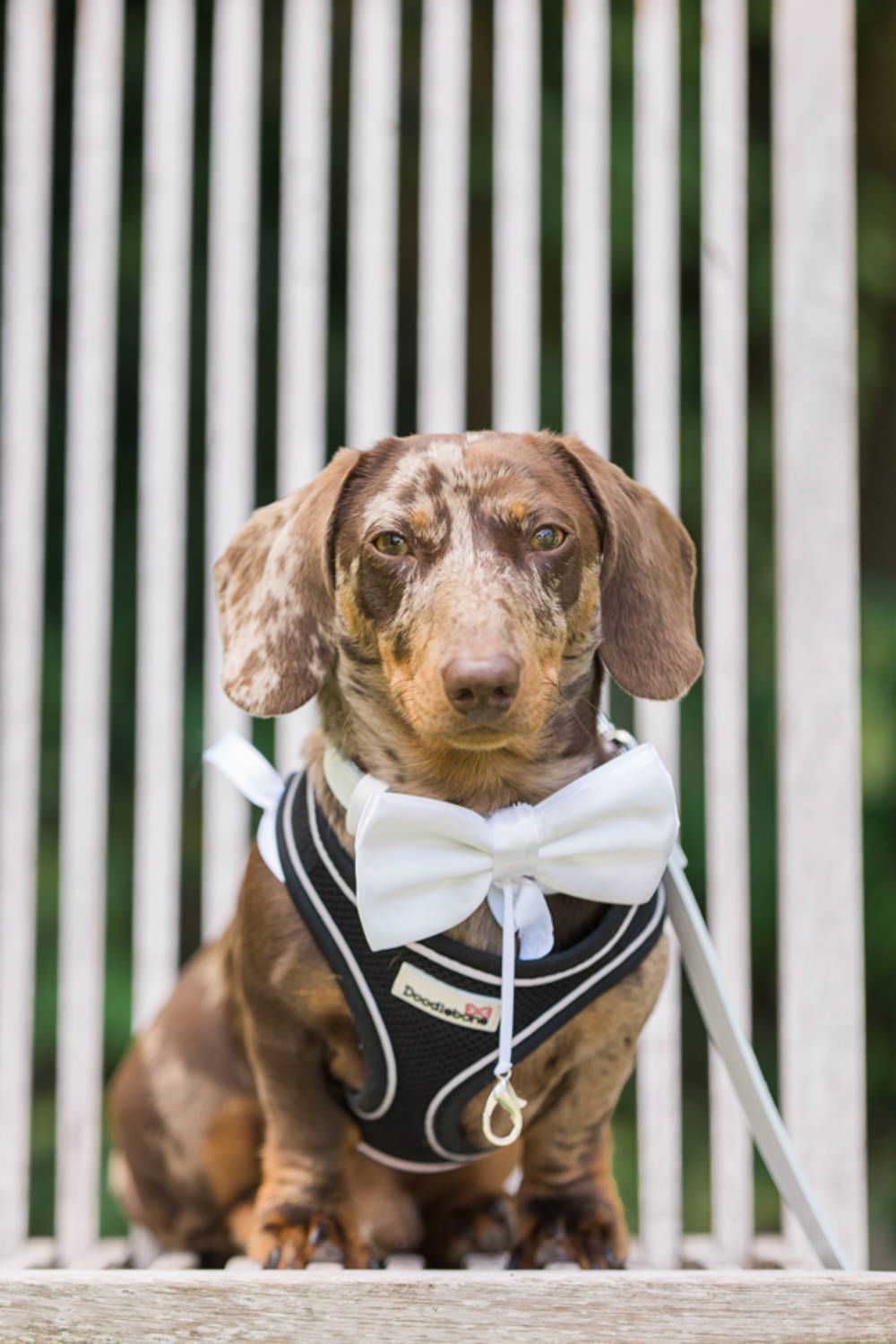 Dog Pet Bow Tie Combe House Hotel Wedding James and Kerrie Photography