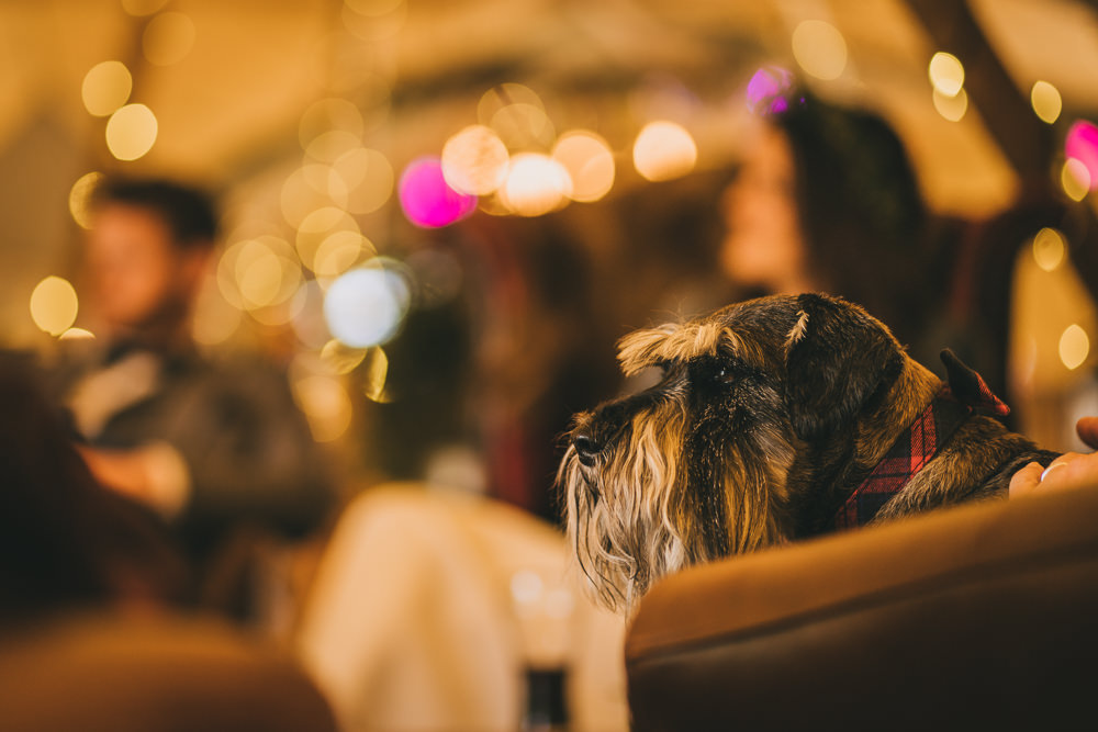 Dog Pet Skipbridge Country Wedding Amy Jordison Photography